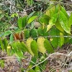 Duguetia riparia Leaf