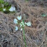 Allium subvillosum Blomst