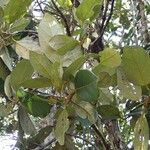 Gmelina neocaledonica Yaprak