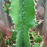 Euphorbia abyssinica Hábito