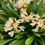 Clivia × cyrtanthiflora Flors