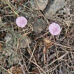 Convolvulus cantabricaFlower