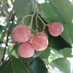 Cordia myxa Fruit