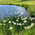 Eriophorum scheuchzeri Blüte