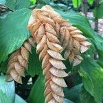 Flemingia strobilifera Fruit