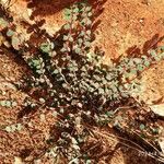 Euphorbia prostrata Foglia