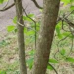 Cotinus obovatus Casca