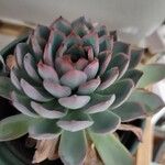 Echeveria colorata List