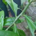 Pereskia aculeata Bark