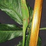 Philodendron tripartitum Autre