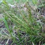 Calluna vulgarisFlors