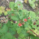 Rubus canadensis Fruit