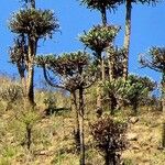 Euphorbia cooperi Corteza