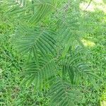 Anadenanthera peregrina List