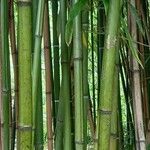 Phyllostachys viridiglaucescens പുറംതൊലി