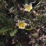 Gagea serotina Flower