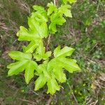 Acer campestreLeaf