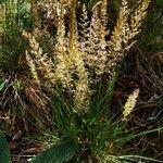 Koeleria macrantha Cvet