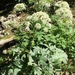 Heracleum lanatum Квітка