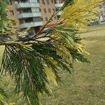 Calocedrus decurrens Leht
