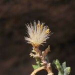 Senecio potosianus Fruit