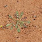 Launaea capitata 整株植物