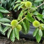 Castanea mollissima Φρούτο