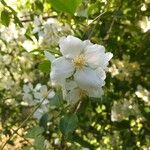 Philadelphus coronarius Flower