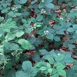 Rubus scaber Habit