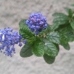 Ceanothus impressusFlower