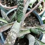 Gasteria obliqua Leaf