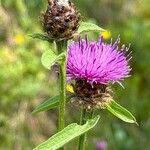 Centaurea nigra花