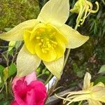 Aquilegia pubescens ফুল