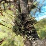 Tillandsia aizoides