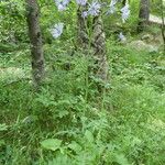 Cicerbita alpina Plante entière