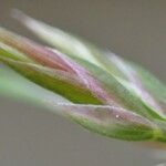 Poa bulbosa Fruit