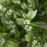 Valeriana woodsiana Flower