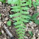 Dryopteris intermedia Hoja