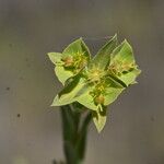 Euphorbia terracina Flower