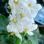 Solanum laxum Flower