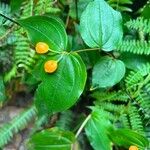 Prosartes smithii Leaf