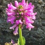 Betonica officinalis 花