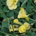 Oxalis pes-caprae Flower