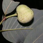 Annona pruinosa Fruto