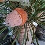 Banksia hookeriana Blüte