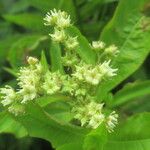 Penthorum sedoides Flower