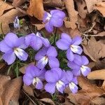 Viola pedata Blomst