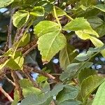 Tecomaria capensis Blatt