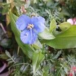 Commelina tuberosa 花