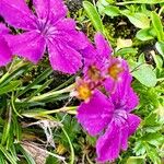 Dianthus glacialis Hoja